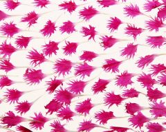 Tapeta Nature Flowers 524.jpg